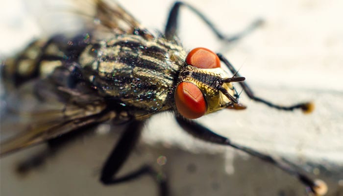 Flies: How to keep them out of the Home