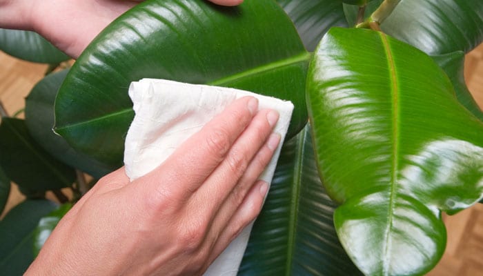 Rubber Plants: The Air we Breathe